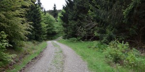 Wanderweg im Harz