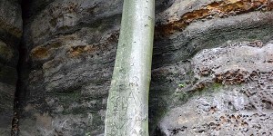 Baum am Felsen