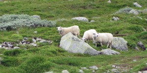 Schafe in Norwegen