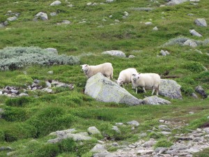 Schafe in Norwegen