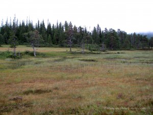 Moorlandschaft in Norwegen