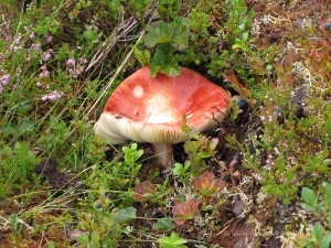 Pilz