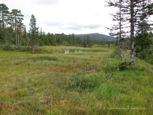 Moorlandschaft in Norwegens Zentrum