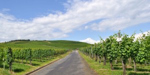 Wanderweg durch die Weinberge