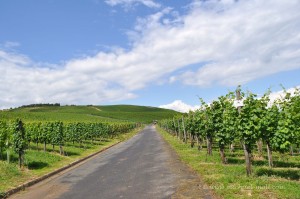 Wanderweg durch die Weinberge