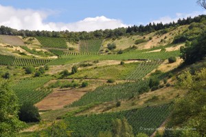 Wein im Dhronbachtal