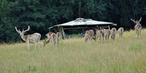 Wildgehege im Dhronbachtal