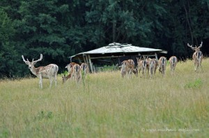 Wildgehege im Dhronbachtal