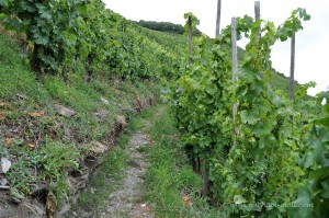 Wandern im Ritsch-Klettersteig