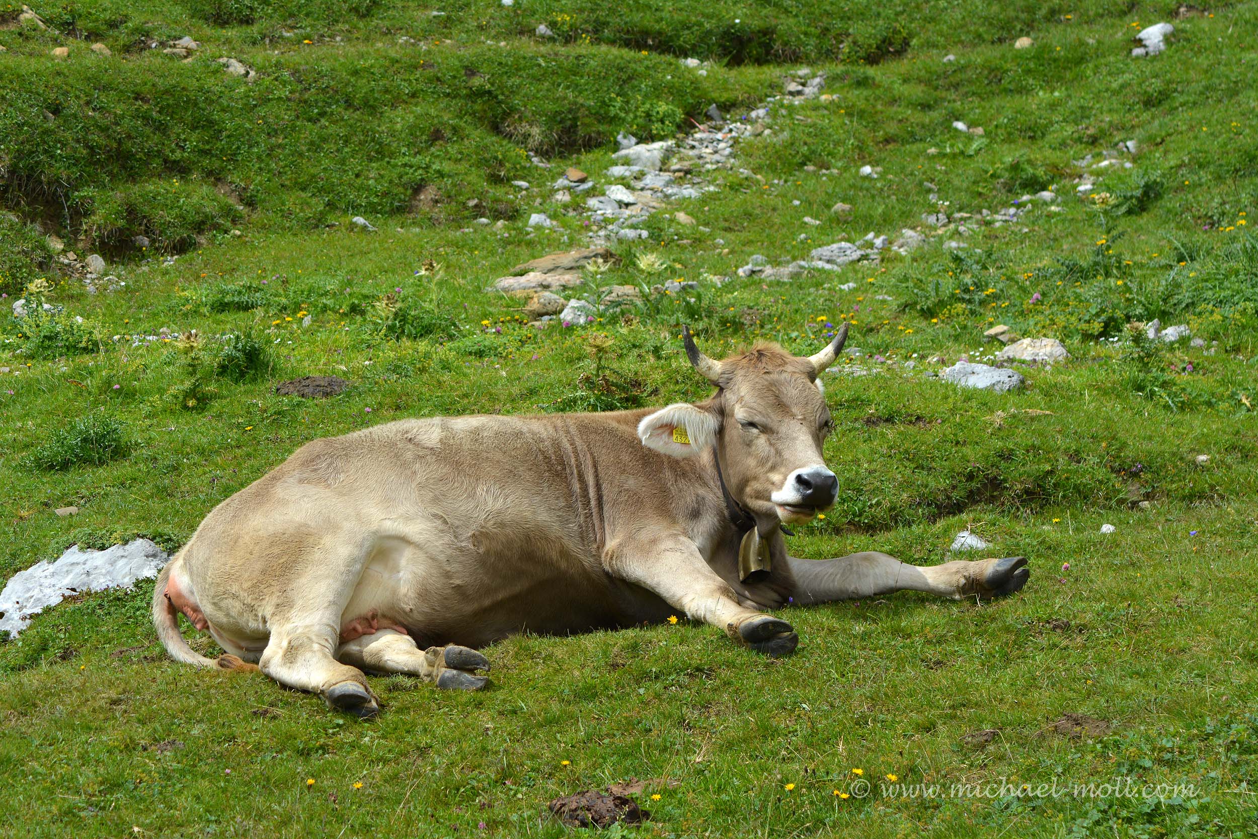 Kuh Die Weltenbummler