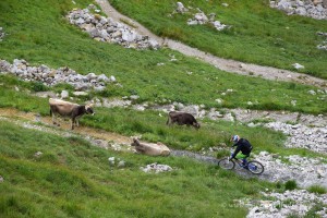 Mountainbiker trifft Kuh