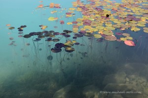 Seerosen auf dem Bleder See