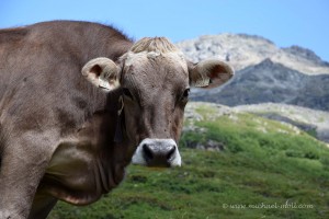 Kuh auf dem Wanderweg