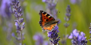 Schmetterling auf Lavendel
