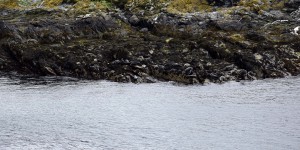 Seehunde auf Kitterland