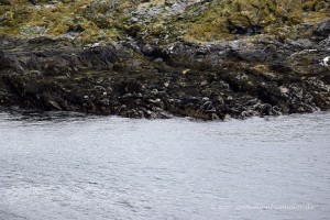 Seehunde auf Kitterland