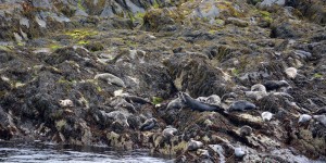 Seehunde auf Kitterland