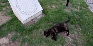 Unsere Canterbury Katze