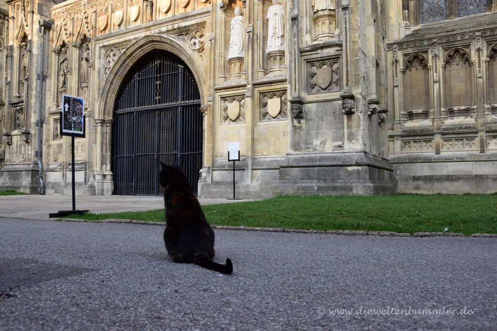 Katze vor der Kathedrale