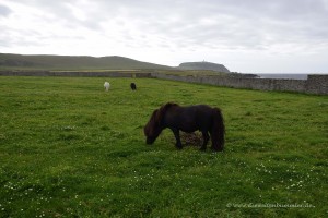 Shetland-Pony