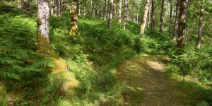 Wanderweg im schottischen Wald