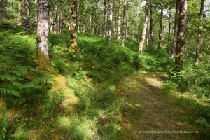 Wanderweg im schottischen Wald