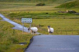 Schafe auf der Strasse