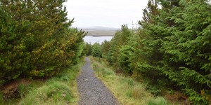 Wanderweg im Langass Woodland