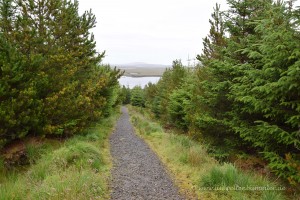 Wanderweg im Langass Woodland