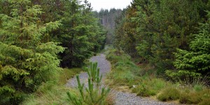 Das Langass Woodland ähnelt dem Harz