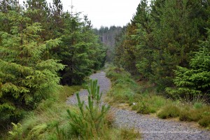 Das Langass Woodland ähnelt dem Harz