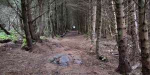 Wald auf Uist