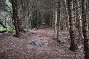 Wald auf Uist