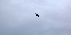 Viele Vögel auf der Insel Handa