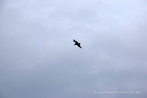 Viele Vögel auf der Insel Handa