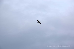 Viele Vögel auf der Insel Handa