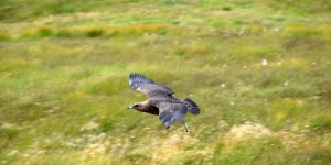 Skua oder auch Große Raubmöwe