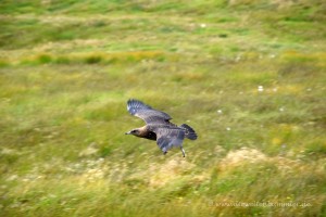 Skua oder auch Große Raubmöwe