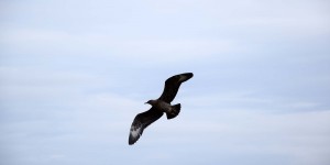 Skua oder auch Große Raubmöwe