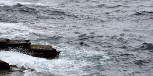 Ein Seehund schaut aus dem Wasser