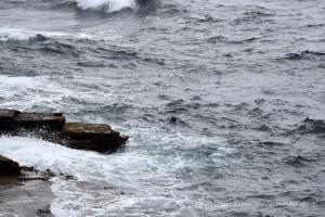 Ein Seehund schaut aus dem Wasser