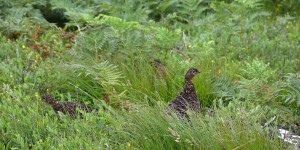 Moorschneehuhn