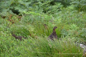 Moorschneehuhn