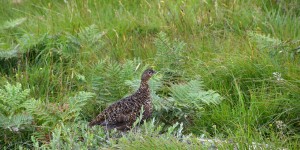 Moorschneehuhn