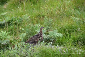 Moorschneehuhn
