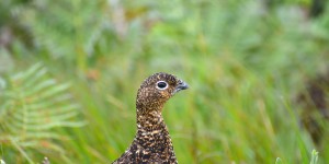 Moorschneehuhn