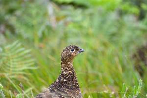 Moorschneehuhn