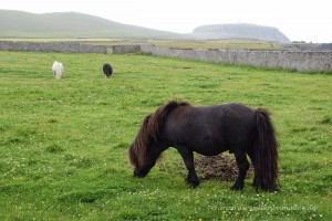 Shetlandpony