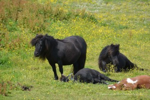 Shetlandpony