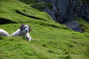 Schaf auf den Shetland Inseln